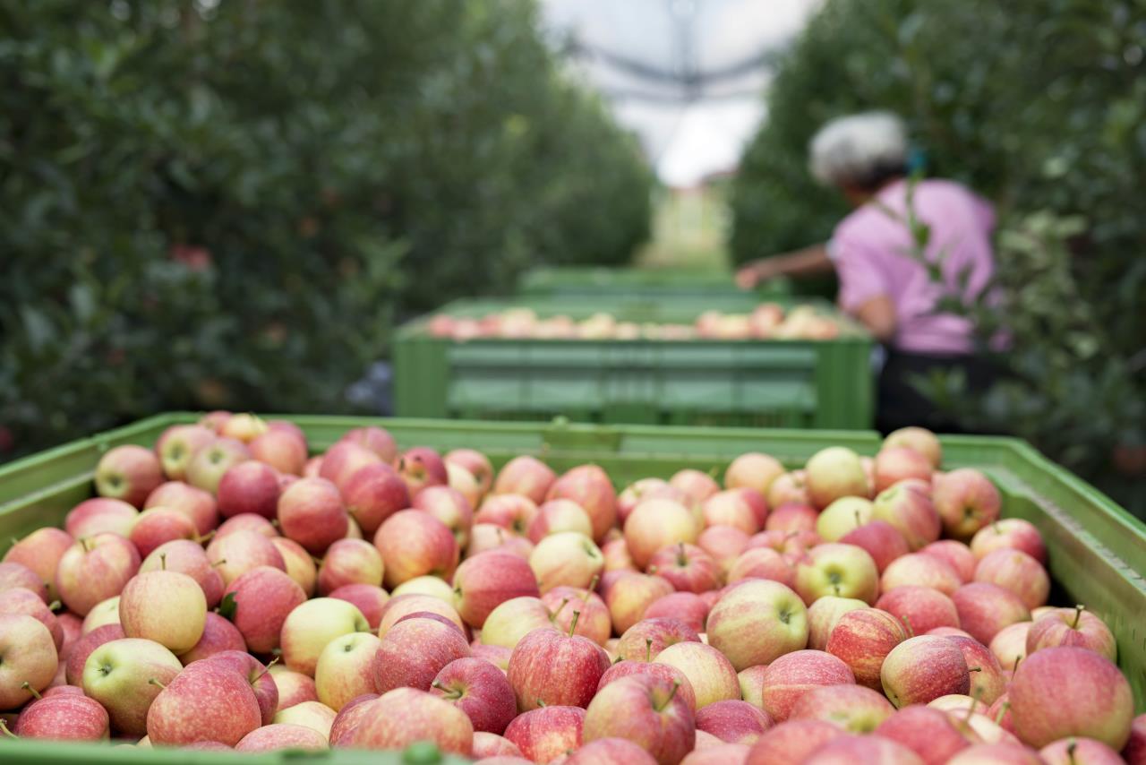 According to the government's decision, a state program will be implemented in order to promote the settlement of non-standard apple