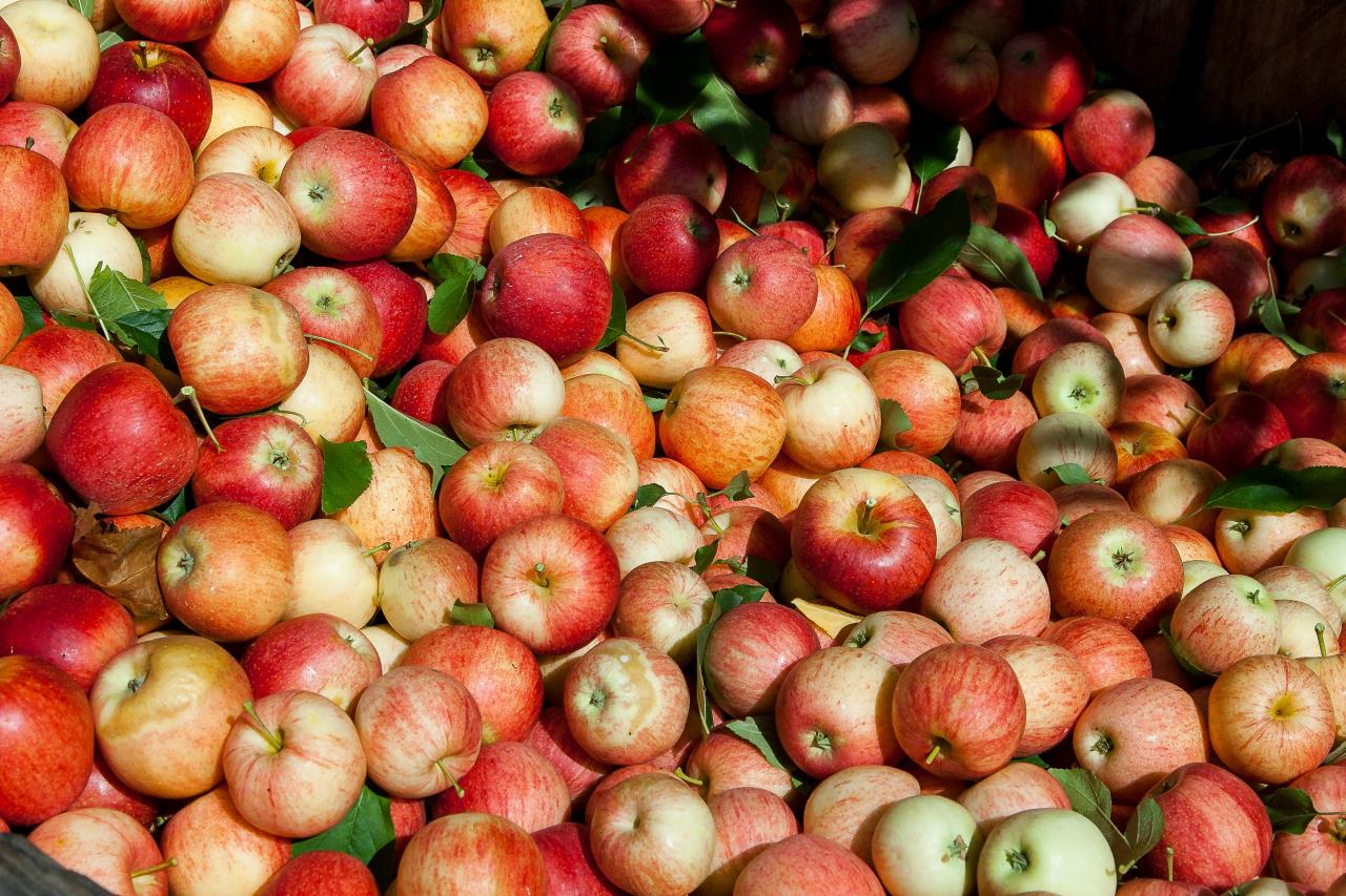 As of today, more than 14,000 tons of non-standard apples have been delivered, and farmers have already received an income of over 4 million GEL