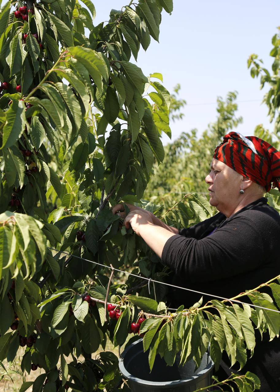 Farmers received their first harvest in the orchards planed with the support of the state