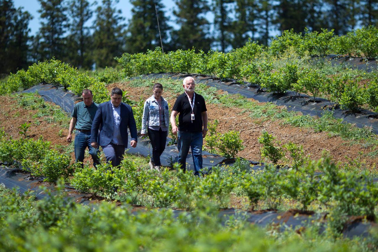 New blueberry garden made in Guria region within United Agroproject