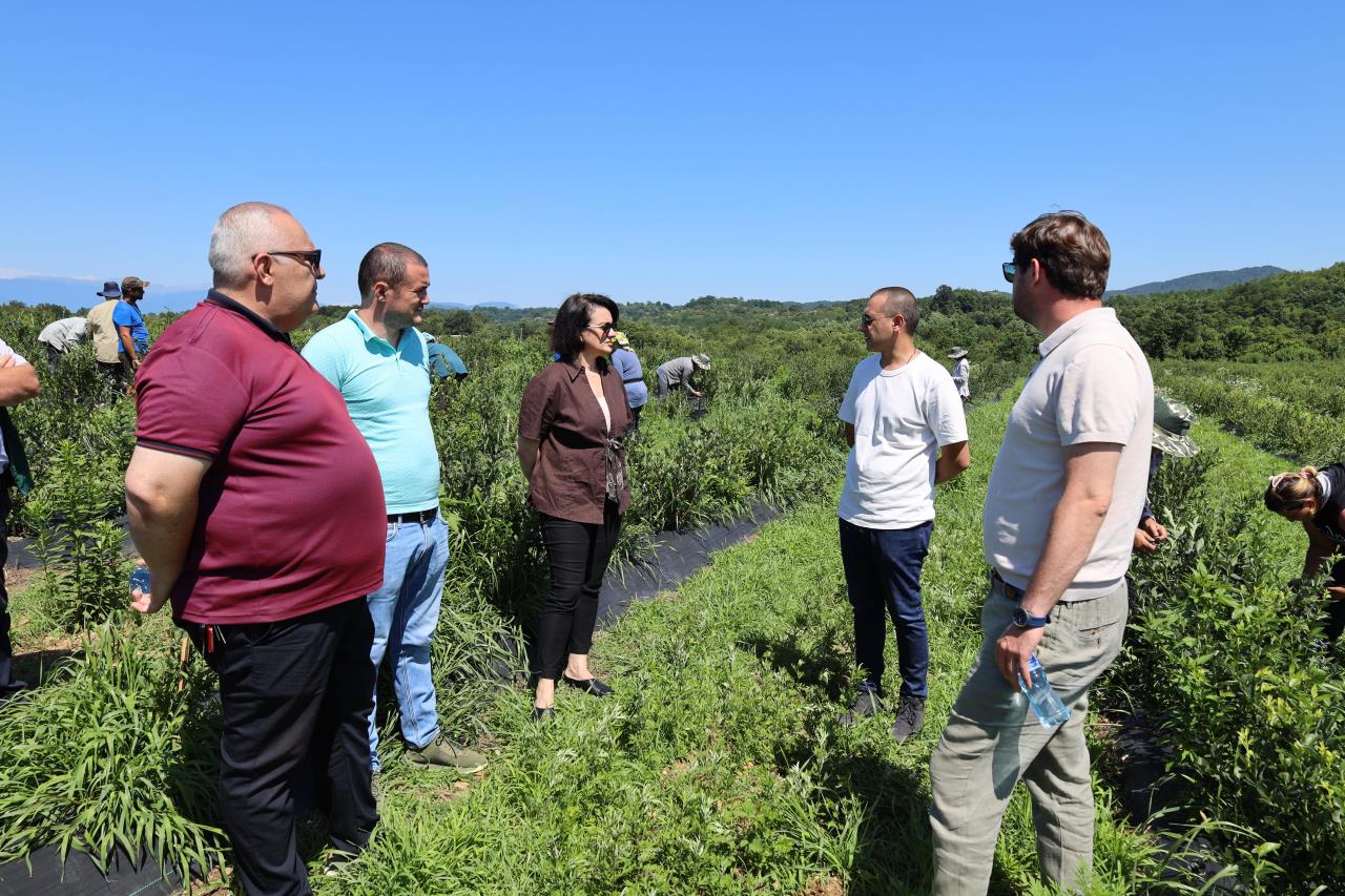 In Senaki Municipality, Rural Development Agency financed the planting of the blue  blueberry garden and the creation of the cold farming 