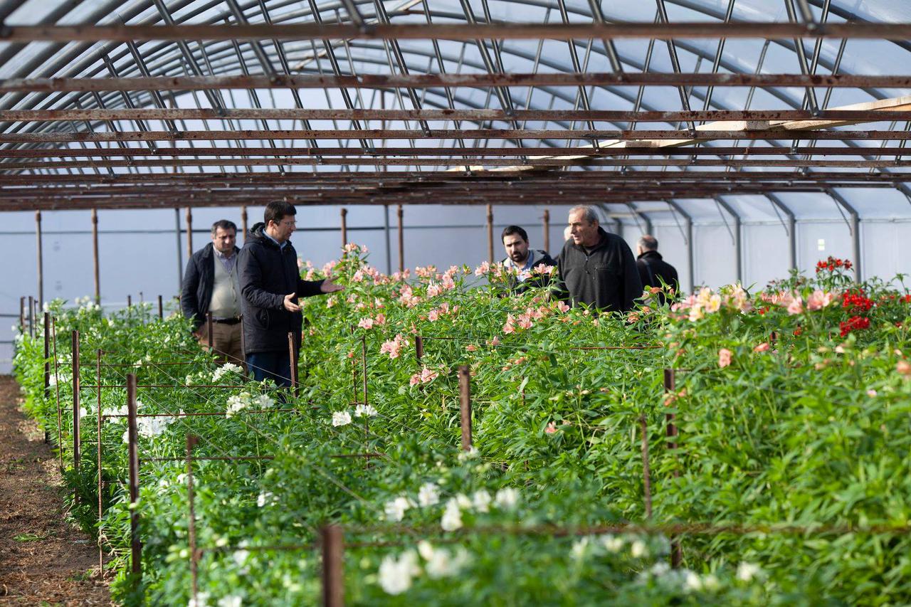 New greenhouse farming has been opened in Mtskheta-Mtianeti within the United Agroproject  