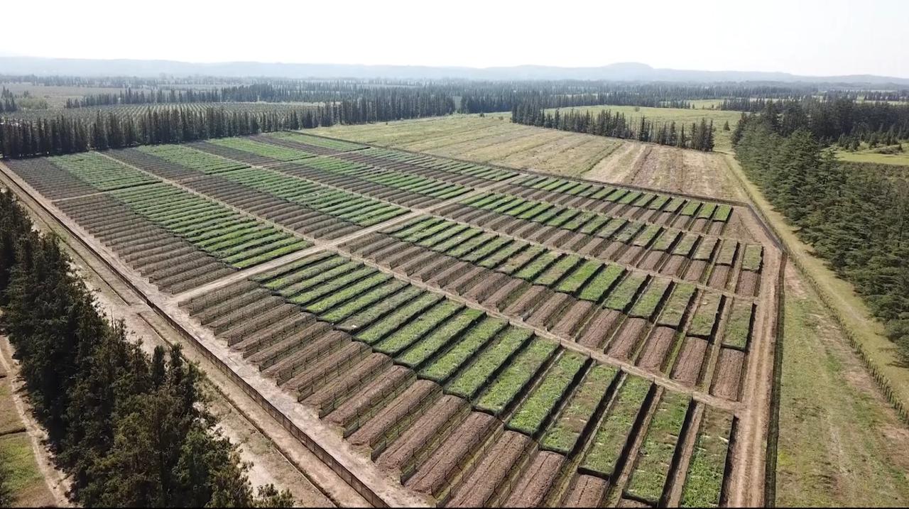 Within the framework of the United Agroproject, snail-farm was launched in Samegrelo region