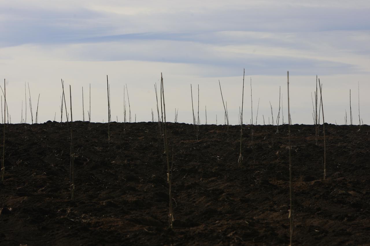 Kakheti Region Actively Implements the Program “Plant the Future