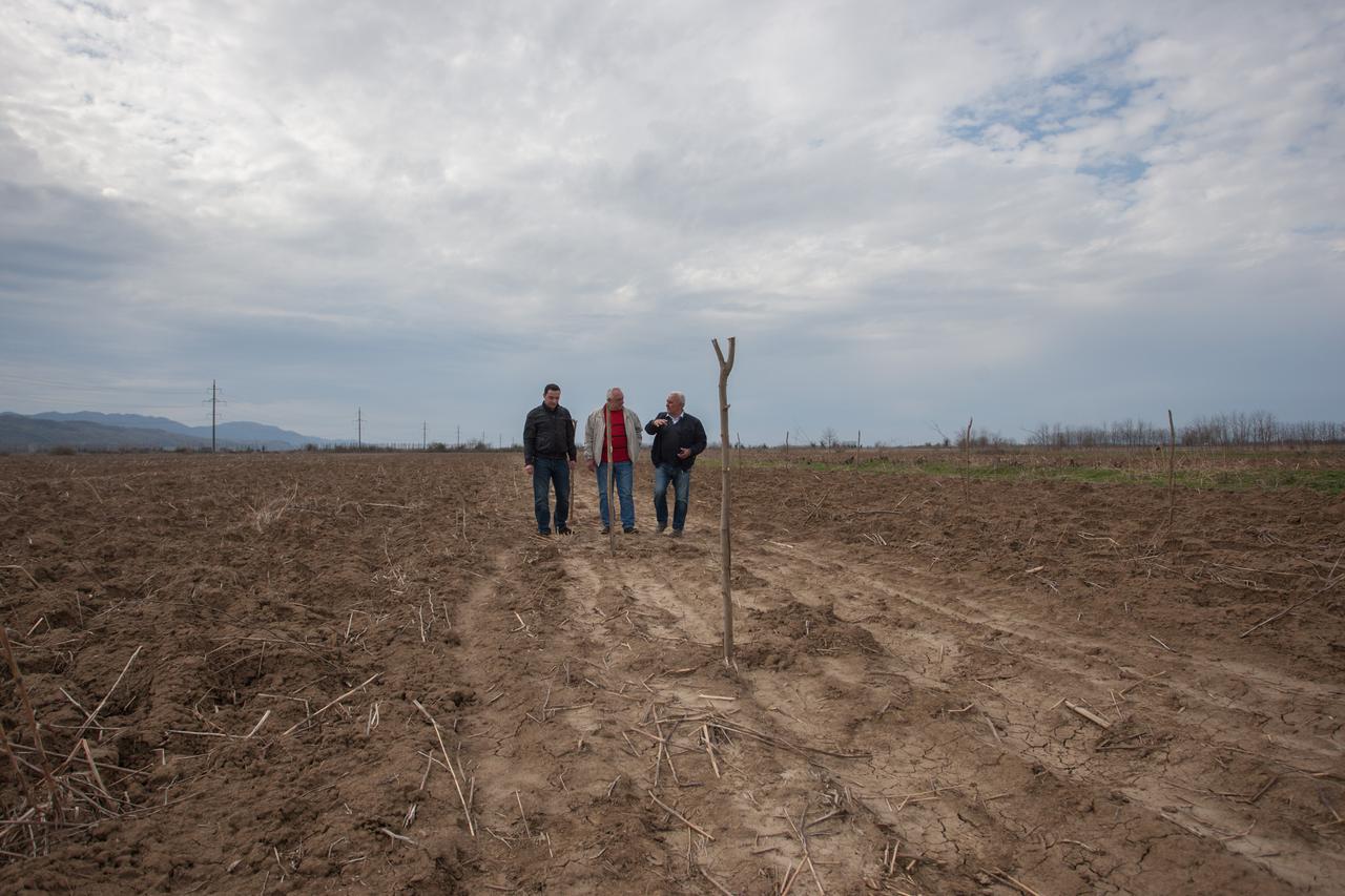 New orchards of wild plum and nuts have been planted in Imereti region 