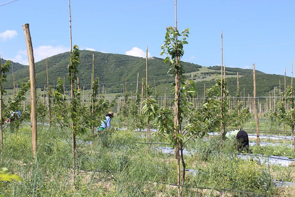 New orchard planted in Shida Kartli within the framework  of the United Agroproject  