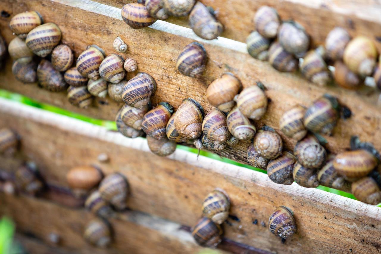 State-funded snail farm exports up to 3 tons of snails to the Italian Republic