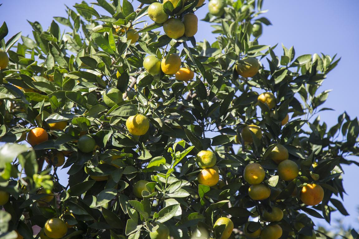 Deadline for insurance of citrus harvest shall be  5-th of November, 2018