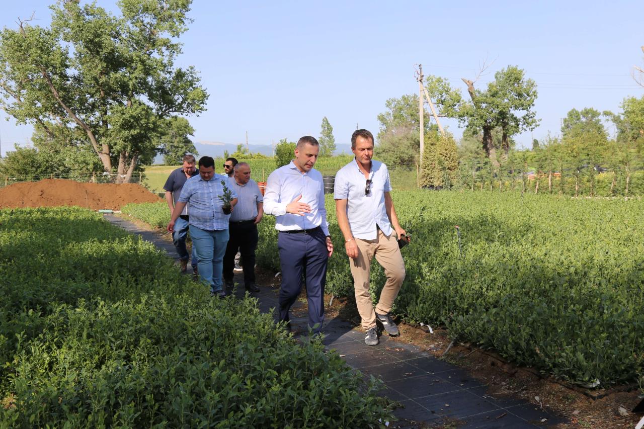 A blueberry nursery was organized in Sartichala