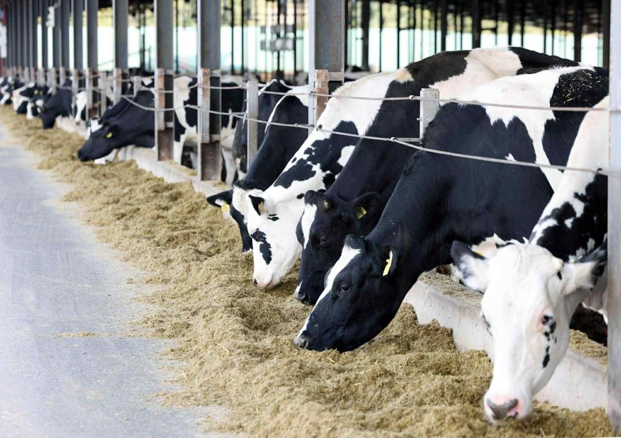 The Rural Development Agency will resume receiving applications for the State Programme of Dairy Modernization and Market Access