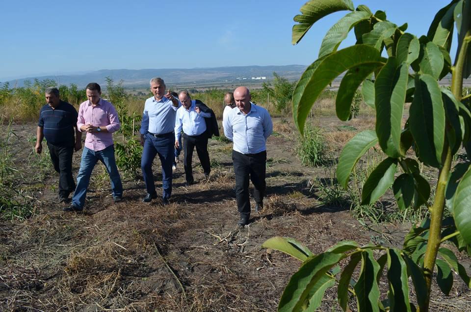 Under the framework of single Agro project new orchards were cultivated In Kakheti region