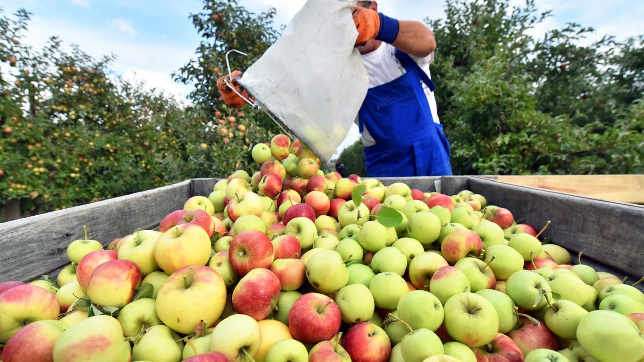 The government has decided to implement a state program to support the collection of non-standard apple harvests