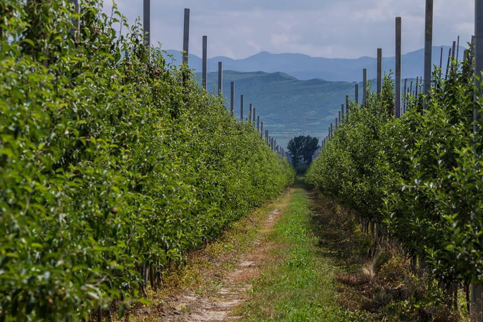 New Apple Orchard has been arranged within the Scopes of the Project “Plant the Future” in Mtskheta-Mtianeti Region