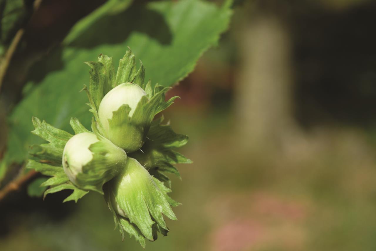 Registration in the Program for supporting hazelnut production has started