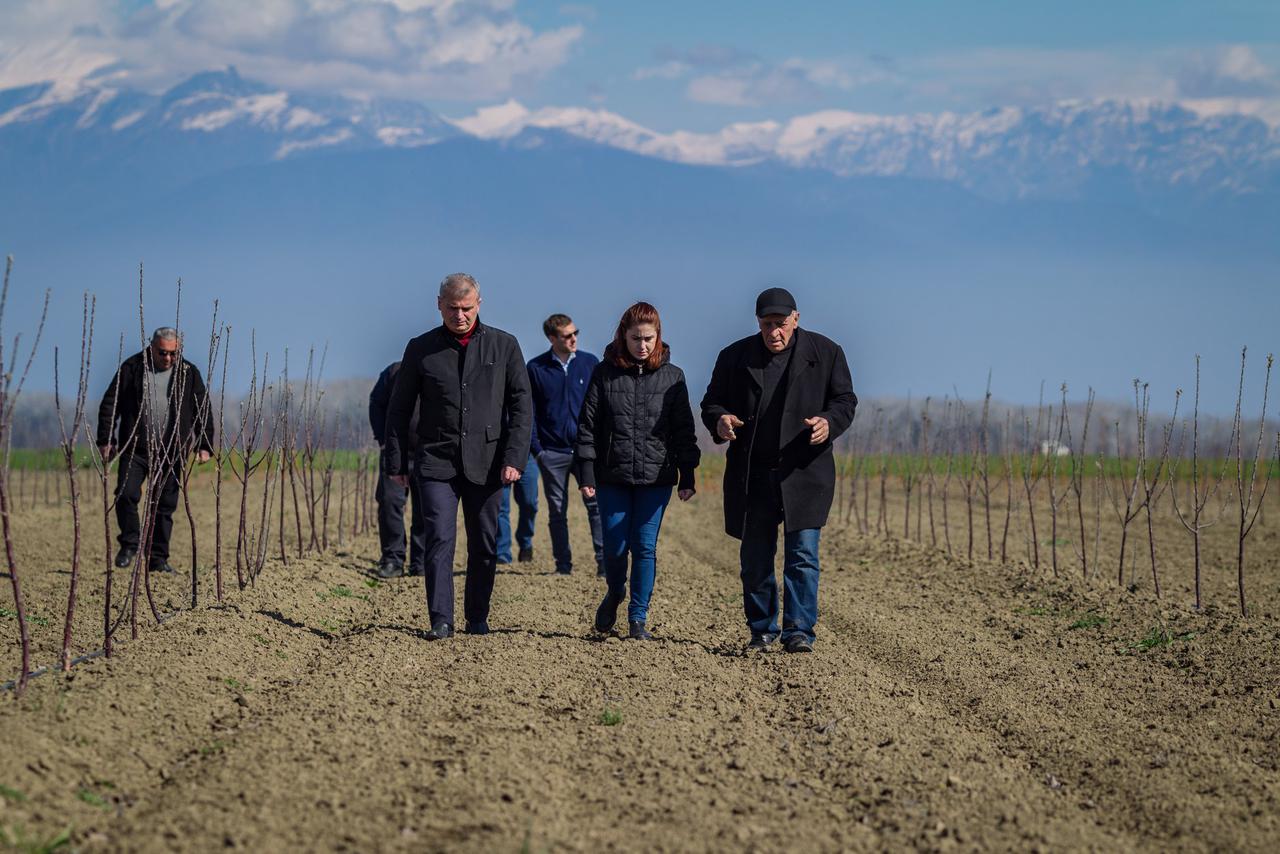 New Orchard in The Signagi Municipality  