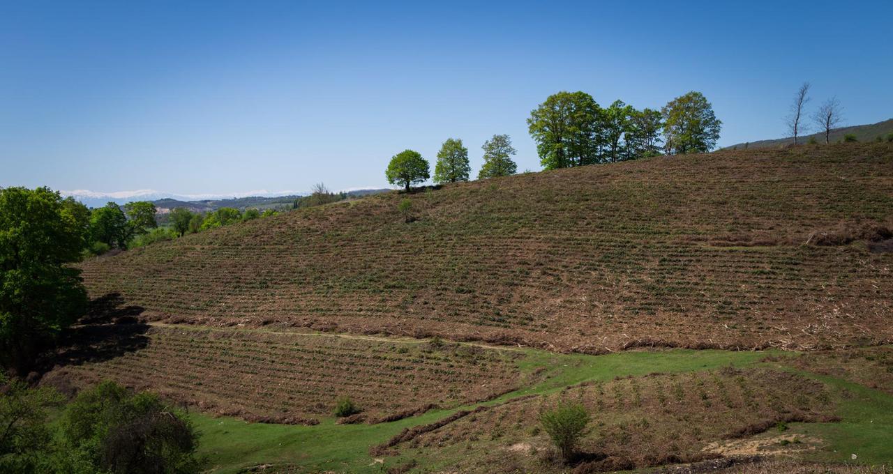 Rehabilitation of tea plantations in Chiatura region is underway in the framework of the United Agro-Project