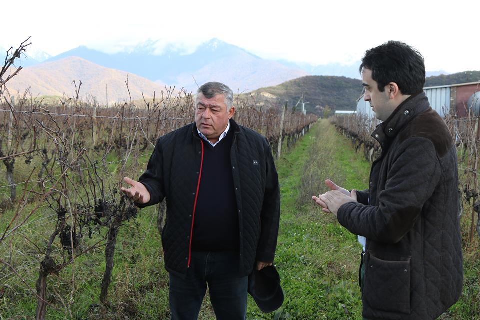 კახეთის რეგიონში მცხოვრებ ფერმერებს სეტყვის შედეგად მიყებული ზარალი აუნაზღაურდათ