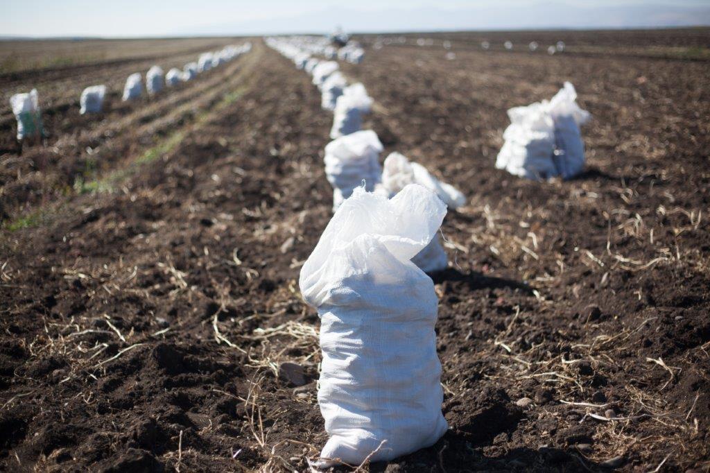 Potato yield is high on the demonstration plot of „Agricultural Logistics and Services Company“