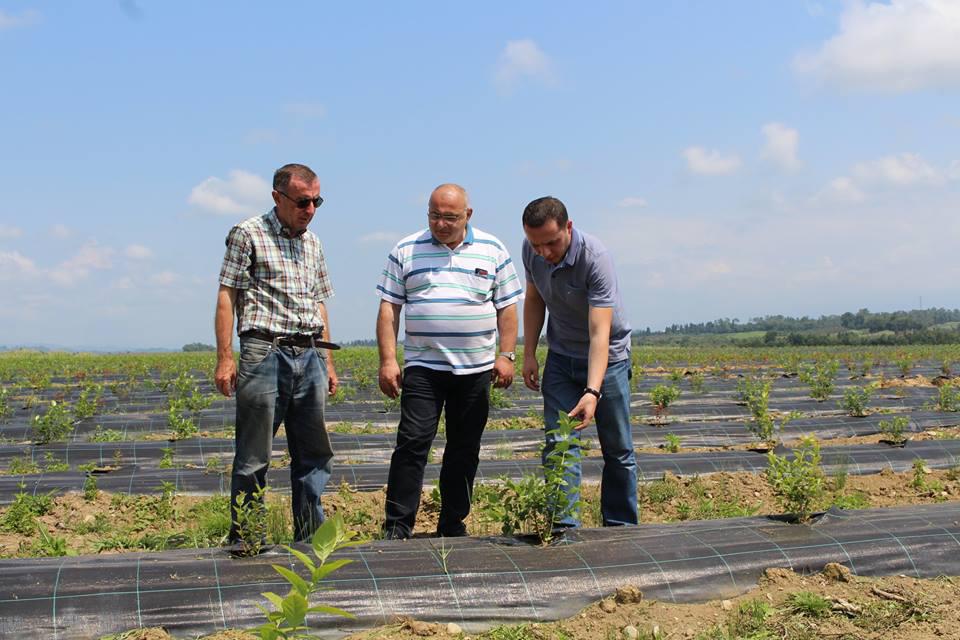 New Blueberry orchards  in Guria region under the United AgroProject 