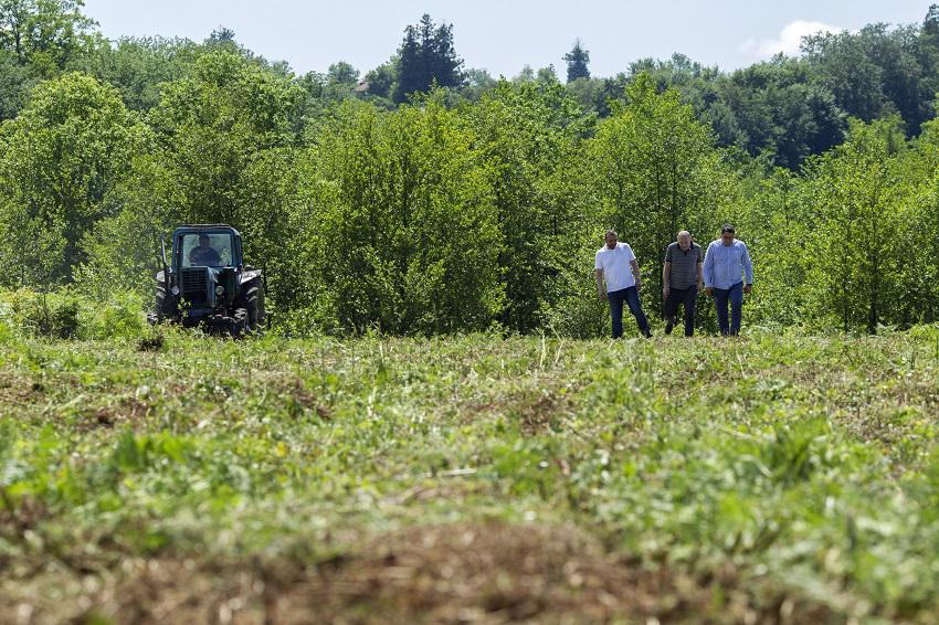 Tea plantations in Ozurgeti region undergo rehabilitation within United Agroproject 