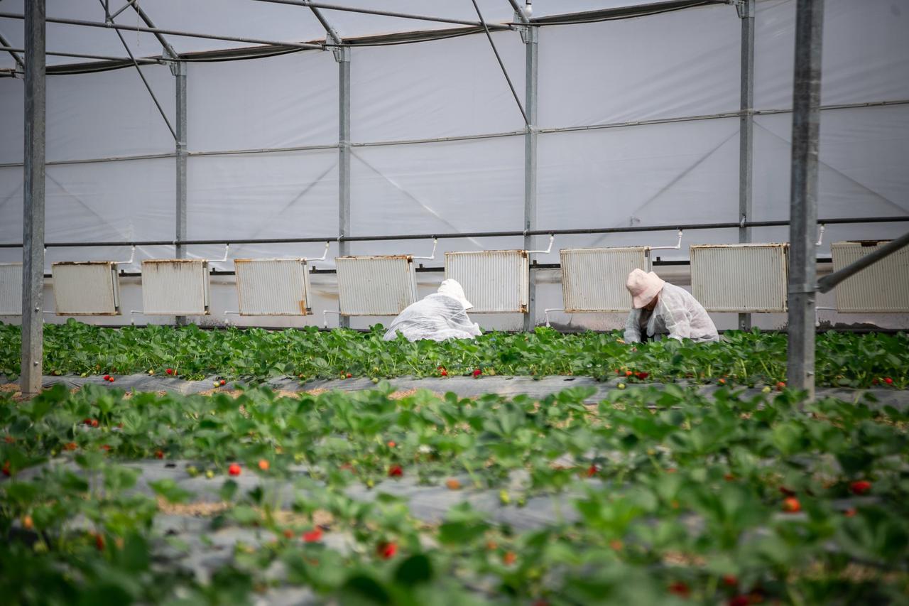 New Greenhouse Farm Commissioned  in Mtskheta Municipality with the Support of the Rural Development Agency