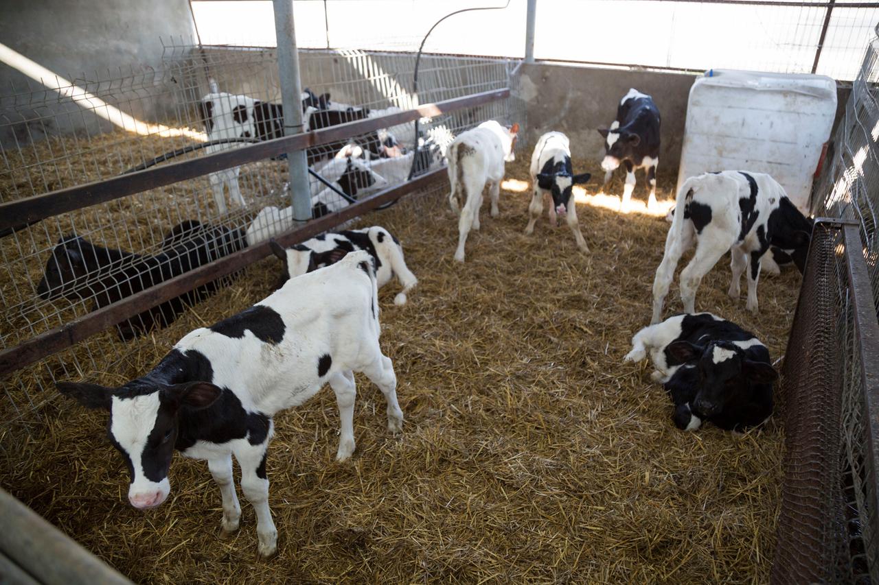 Within the framework of the United Agroproject a new livestock farm has been launched in Kareli municipality