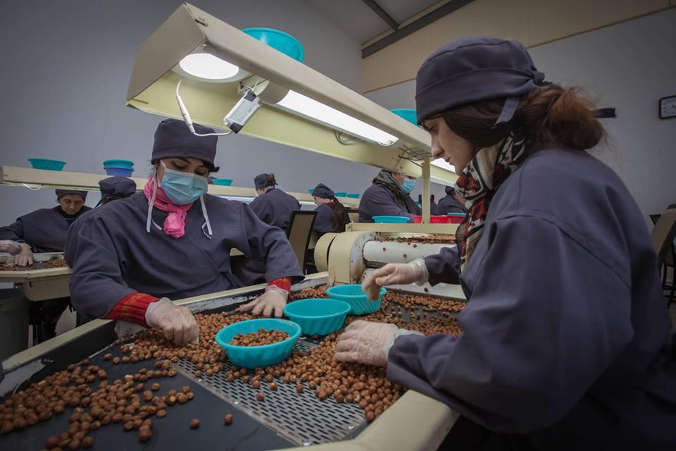 New nut processing plant in Zugdidi