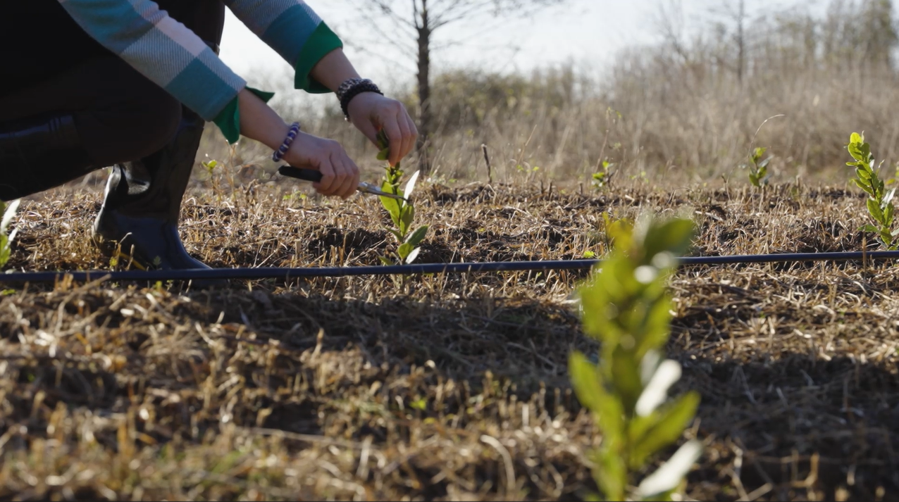 Agricultural extension services