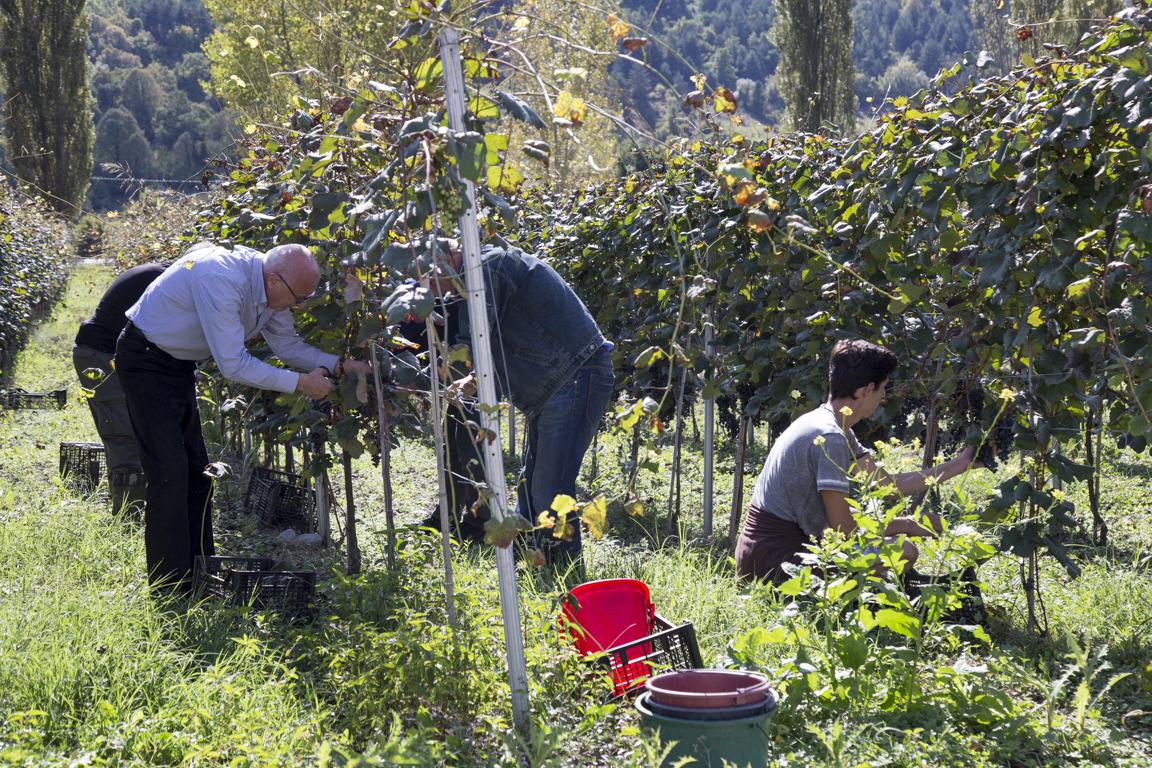 New enterprise in Ambrolauri Municipality  