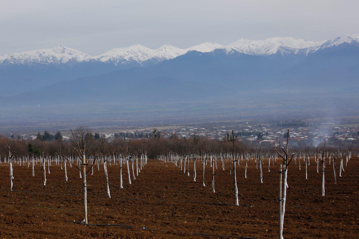 New Intensive Walnut Orchard was Planted in Kakheti Region