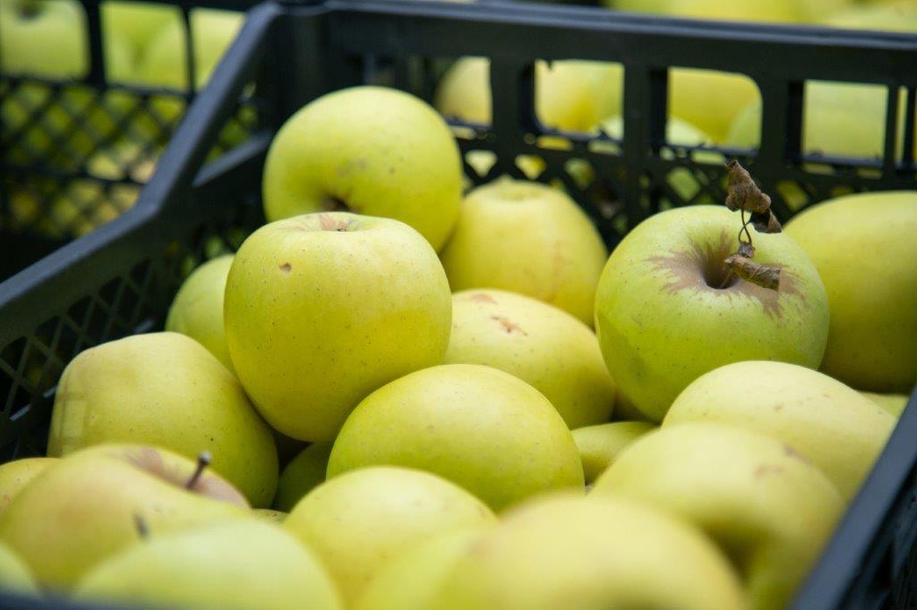 New refrigeration plant was opened in Tortiza village, Shida Kartli