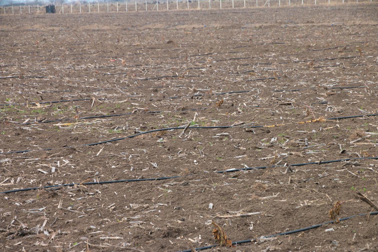 A new berry garden is constructed in Marneuli