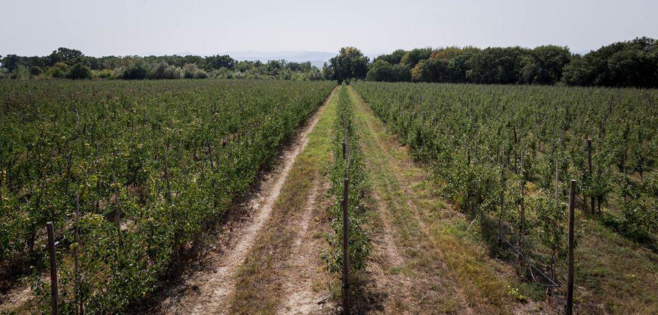 The Process of Taking the First Harvest in the Gardens Planted within the Framework of the Program “Plant the Future” Is Underway