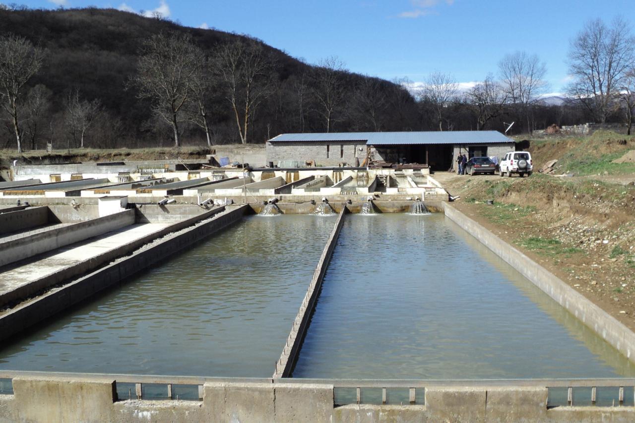 New trout farm in Tetristkaro region