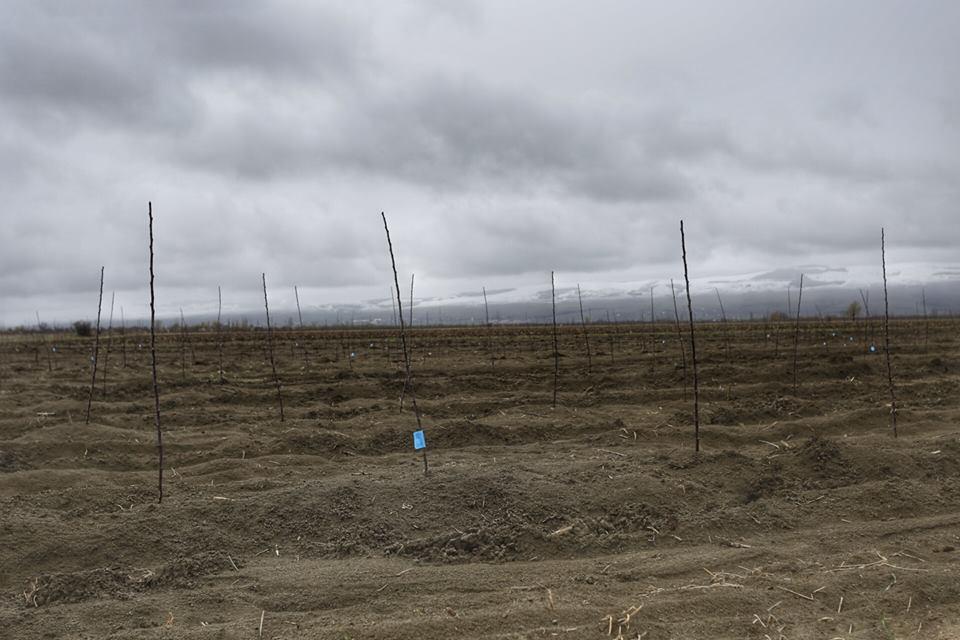 New orchards will be planted along the demarcation line