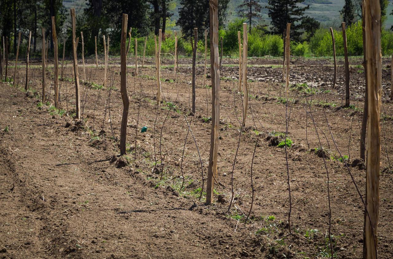 New orchard has been arranged in Shida Kartli region 