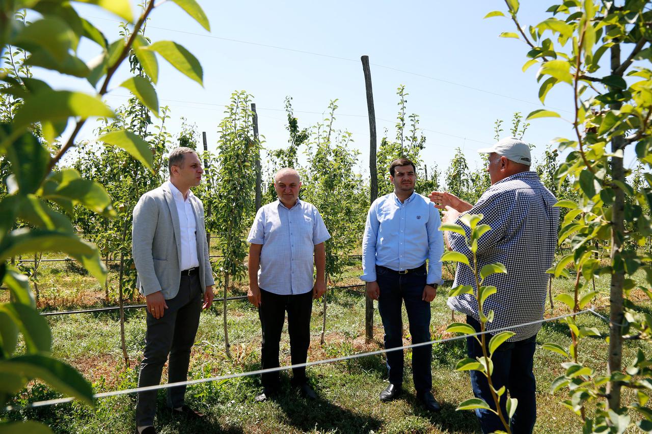 სოფელ მეჯვრისხევში, სახელმწიფო პროგრამით „დანერგე მომავალი“ გაშენებულ ბაღში პირველ მოსავალს ელოდებიან