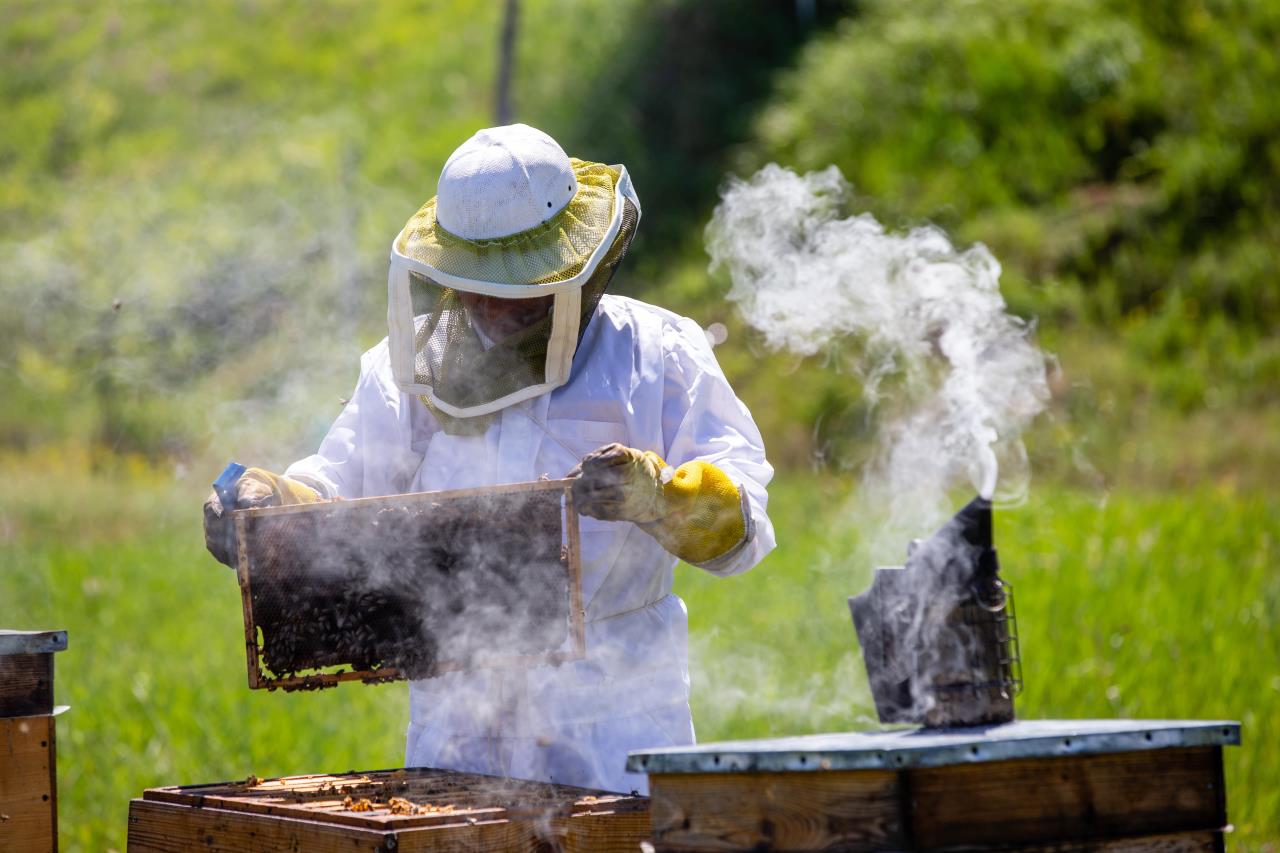 Trainings for beekeepers started