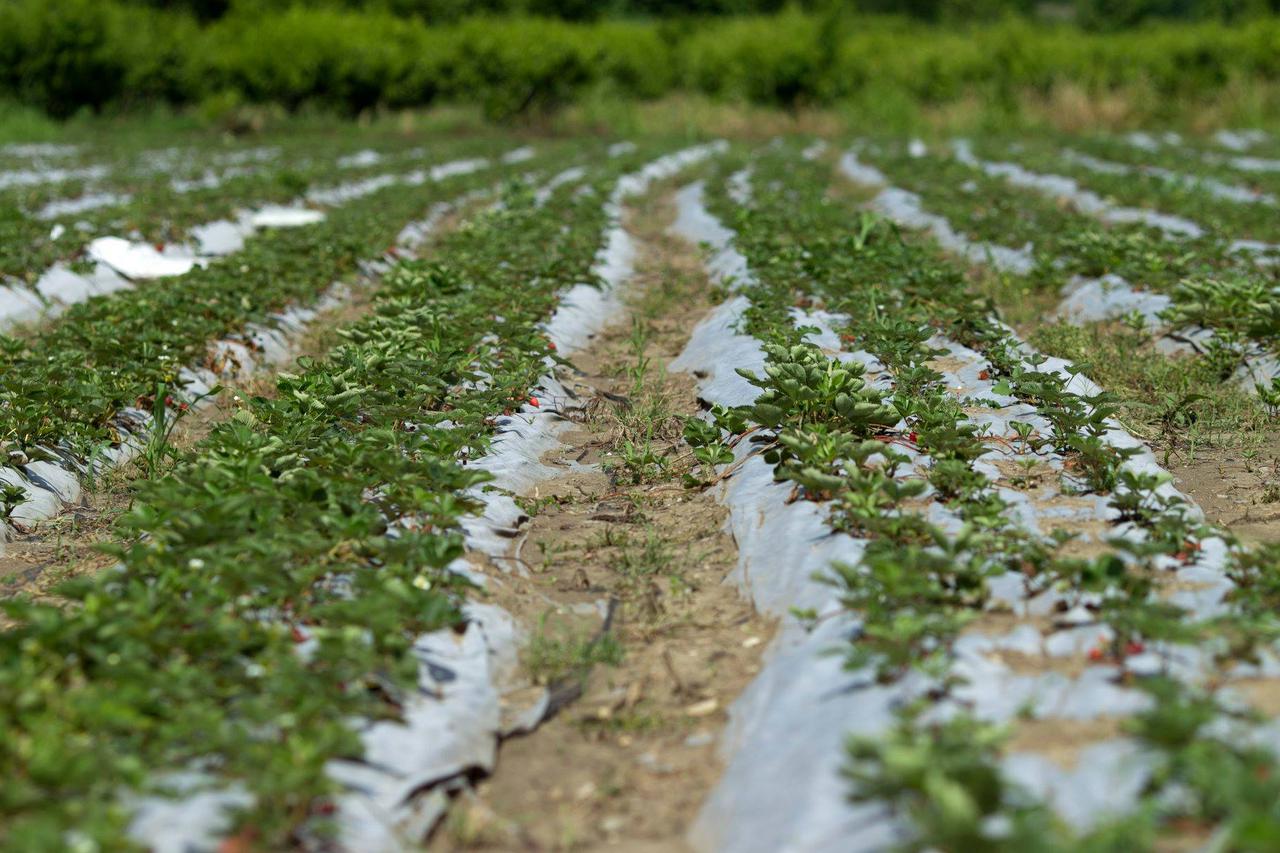 The new Strawberry garden has been cultivated in Gurjaani region under the “United Agro Project”