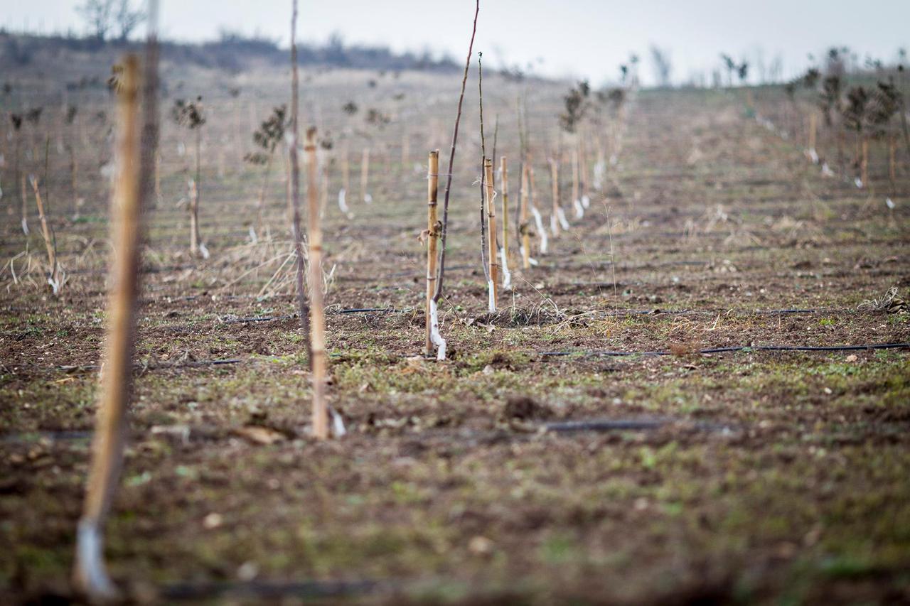 New garden is planted under the  Unified  Agro Project, in Kvemo Kartli Region 