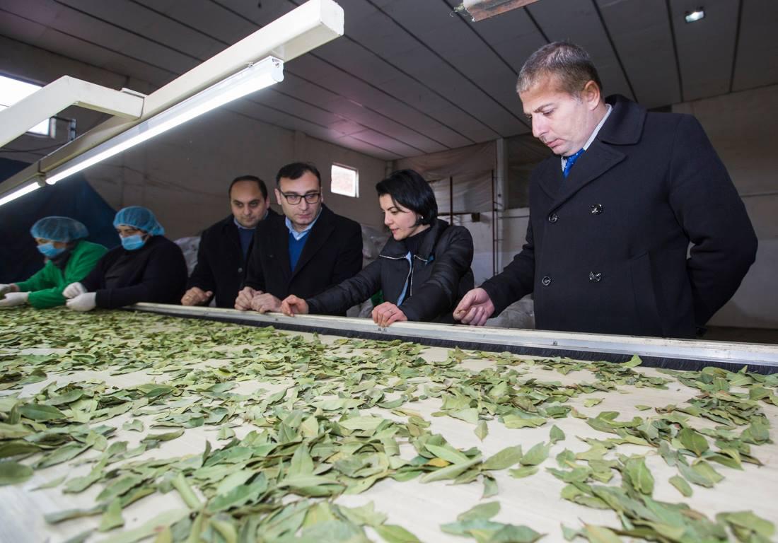 Bay Leaf Processing Enterprise was expanded under the United AgroProject in Khelvachauri region