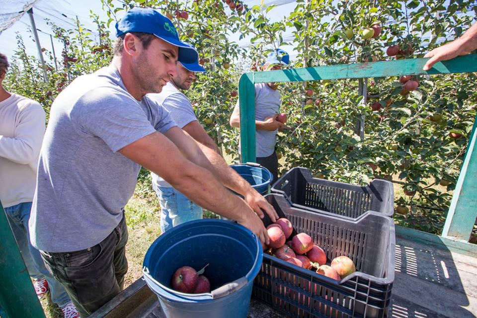  Minister visited the intensive  apple garden