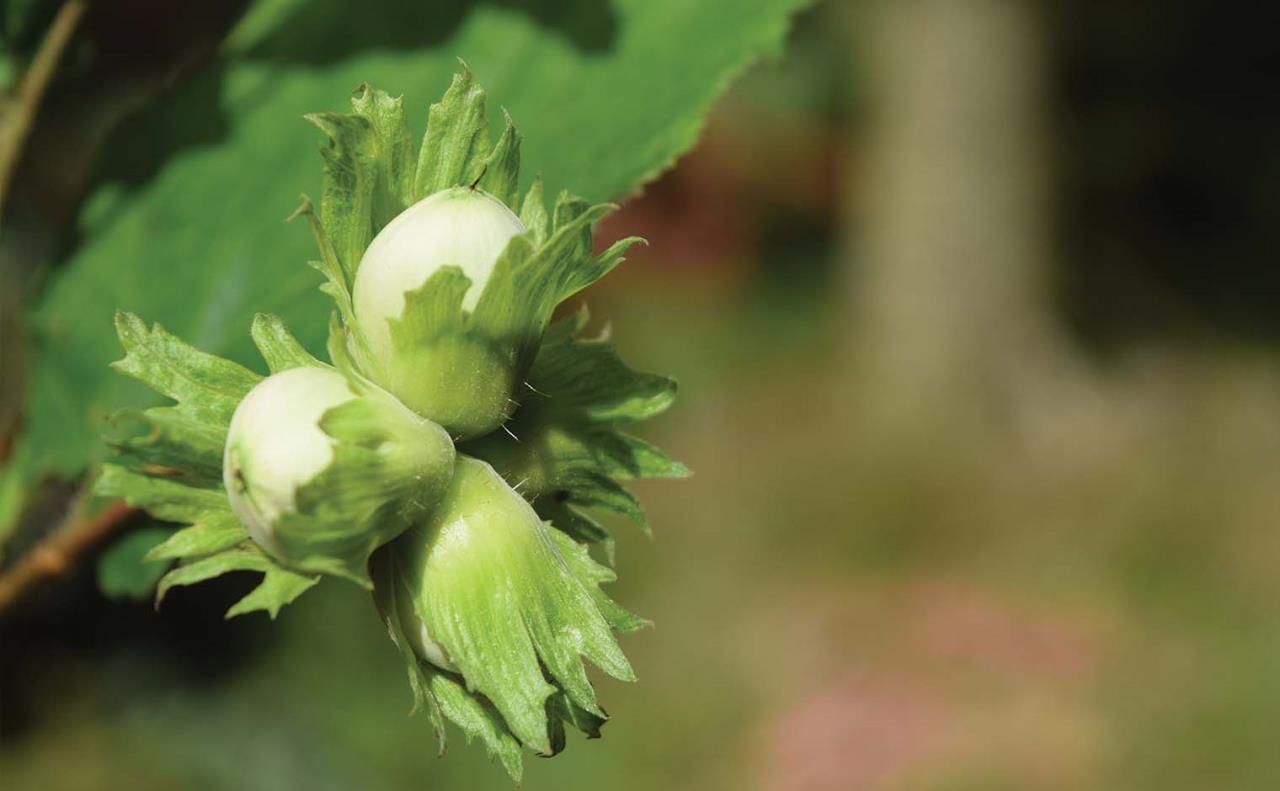 Within the framework of hazelnut production promotion program, the registration of orchards in the hazelnut cadastre will continue until February 17