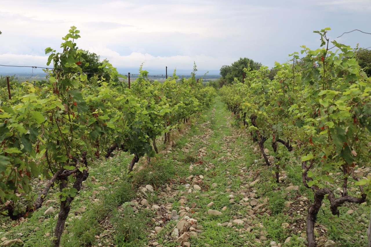 Measures to be taken in order help to farmers affected by the hailstorm in the Kakheti region on September 17, 2023 