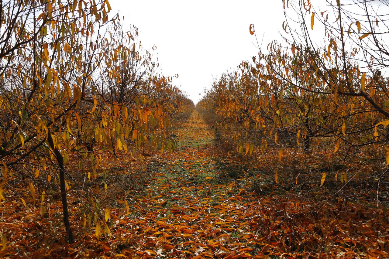 Kakheti farmers received full reimbursement due to the damage caused  by the hail 