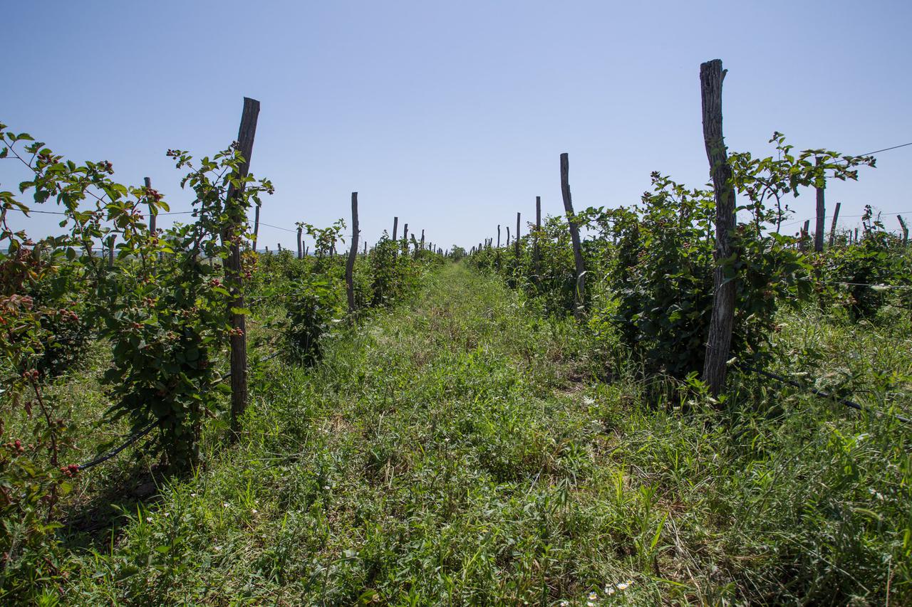 New Walnut and Blackberry Gardens have been cultivated in Kakheti Region