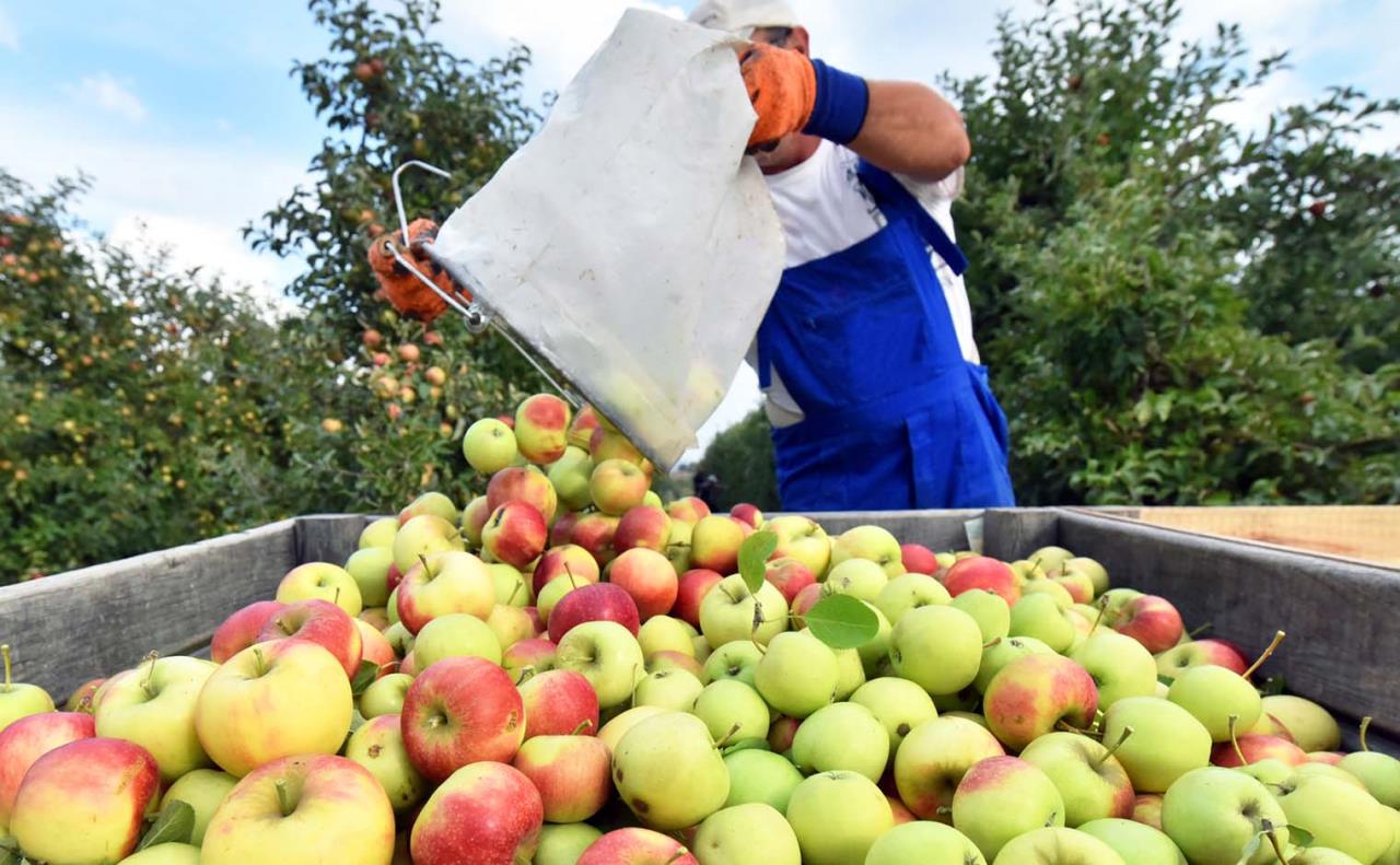 Harvesting apples is actively underway