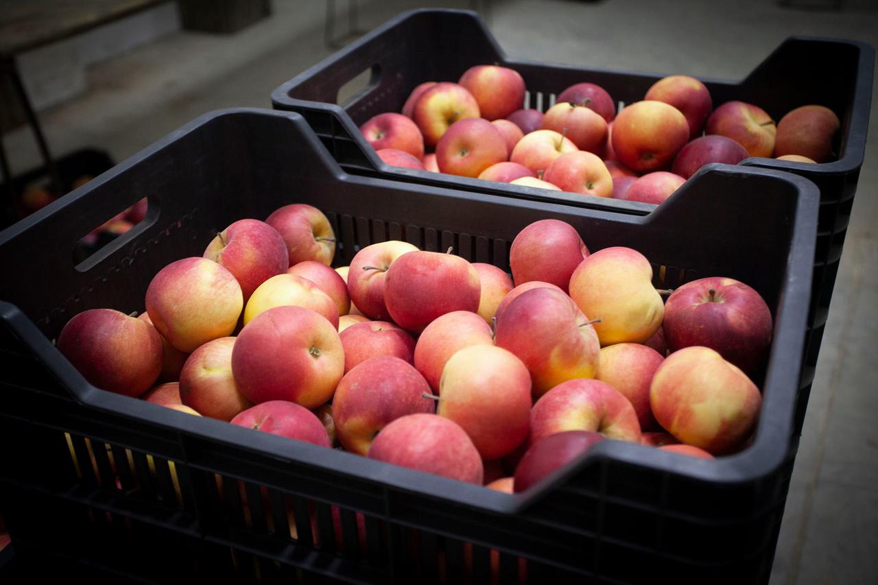 A new fruit-vegetable storage refrigerator complex has been launched in the region of Shida Kartli