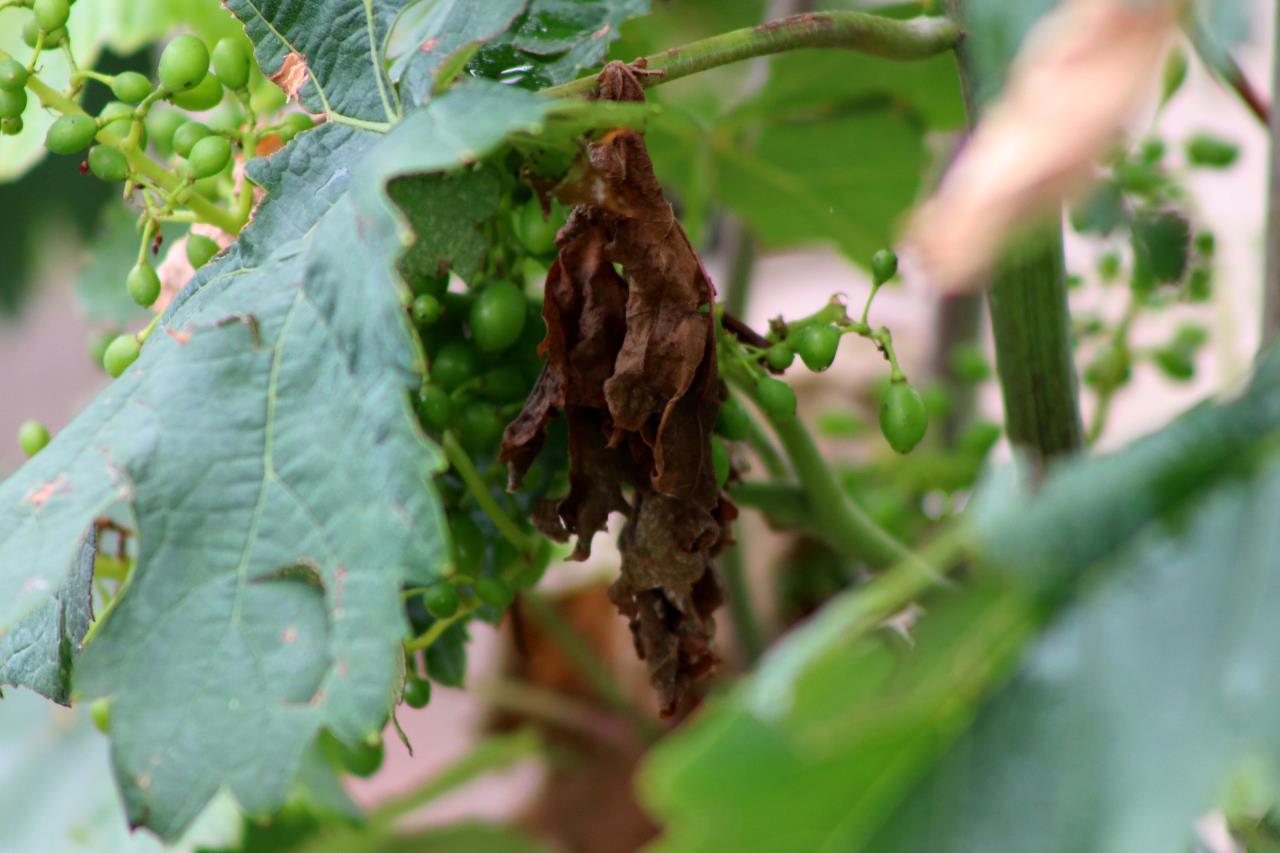 The damage caused by hail will be compensated to the beneficiaries of the State Agricultural Insurance Program