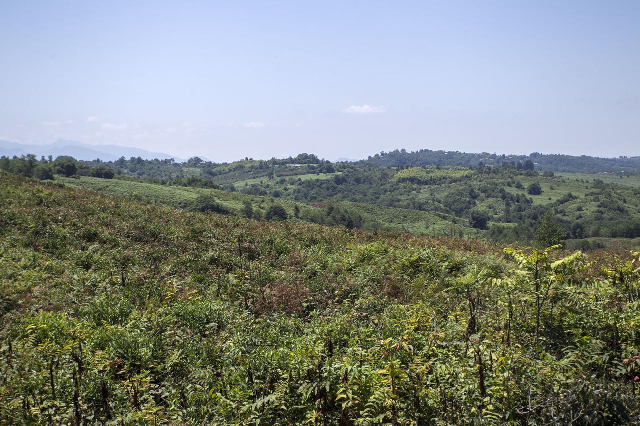 Rehabilitation works of tea plantations are carried out at Ozurgeti Region within the framework of the “United Agricultural Project”